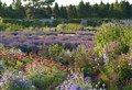 Moray walled garden in virtual festival to celebrate summer glory