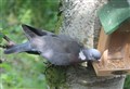 WILDLIFE WATCH: Merlin looks at wood pigeons