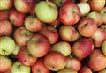 Apple Day to celebrate local fruit harvest