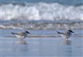 Lossie locals do good tern for rare seabird