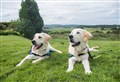 Book sheds light on guide dog puppies' lives