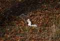 Look out for Halloween 'ghost' squirrel
