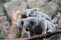 Double trouble as zoo reveals two baby koalas for the first time