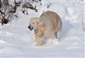 Hamish the polar bear enjoys the snow