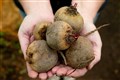 Scientists to study if beetroot can help people with type 2 diabetes burn fat
