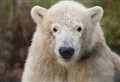 Polar bear cub who melted hearts to leave wildlife park