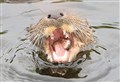 'Cooper' the park otter enjoys lunch