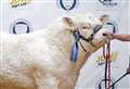 Harestone TikTok tops the Spring Show bull sale