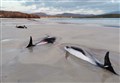 Overnight battle on Sutherland beach to save stranded dolphins