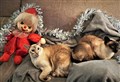 10 toxic foods your pets should avoid this Christmas