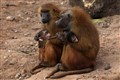 Study shows how baboons effortlessly transition from walking on four legs to two