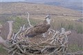 Lockdown star Louis the osprey returns to his nest