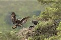 Golden eagles breed at site run by Moray-based conservationists