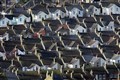 UK house prices ‘little changed’ from a year ago but rents show record rise