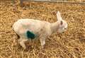 Pet lamb killed in overnight attack in their pen on a Huntly farm.