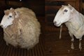 Sheep rescued from ‘enormous fleece’ after being abandoned in Australia