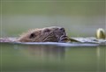 Trees for Life legal challenge to beaver-killing policy gets go-ahead