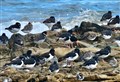 Reader's pictures: Birds enjoying the seaside at Burghead