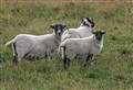Speyside farmers urge take-up of scanning for deadly sheep disease