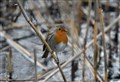A robin enjoys Spynie Bird Hide