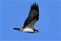 Wildlife in Moray: Name this species of bird