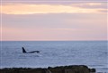 Tears of joy for Orca fan after close encounter with the 27s – on his 27th birthday 