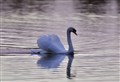 Graceful mute swan photographed by Hazel Thomson