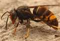 Environment: Contingency planning announced to combat the threat from the Asian hornet.