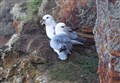 Wildlife in Moray: Name this species of bird