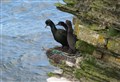 New report highlights impact of marine plastic pollution on seabirds