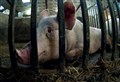 North-east pig farmer under investigation after footage emerges showing injured animals being hammered to death