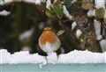 Readers' pictures: Robin feeding in Elgin's winter snow