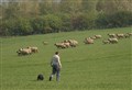 Easter warning for dog owners - keep your pets on a leash near livestock