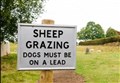 Aberlour sheep believed by police to have been "shot" actually attacked by dog