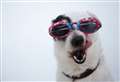 Ten tips to keep your dog cool this summer
