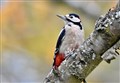 Moray wildlife: Name this bird