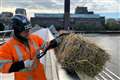 ‘Conspicuous’ bundle of straw dangled from Millennium Bridge per ancient byelaw