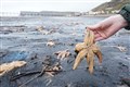 Thousands of shellfish washed up on same stretch of coast which saw mass die-off