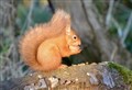 Loch Spynie squirrel collecting Christmas nuts