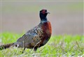 Pheasant surprise for Moray snapper