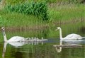 Family of swans and their cygnets on Sanquhar Loch