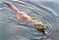 Swimming otter entertains the public at Elgin's Cooper Park pond