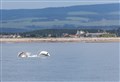 Spey Bay Dolphin Centre awarded perfect score in tourism mystery visitor review