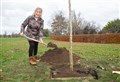Replacement for Elgin's fallen 400-year-old walnut tree is planted