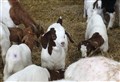 WATCH: Farm to Fork Week - Elchies Goats 