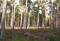 Plans to create Culbin Forest