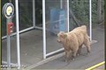 Young bull joins passengers on train platform in Glasgow