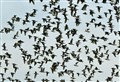 Wildlife in Moray: Oystercatchers in full flight