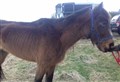 Aberdeenshire woman given five-year ban on keeping horses