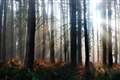 Government unveils planned legislation to reduce illegal deforestation